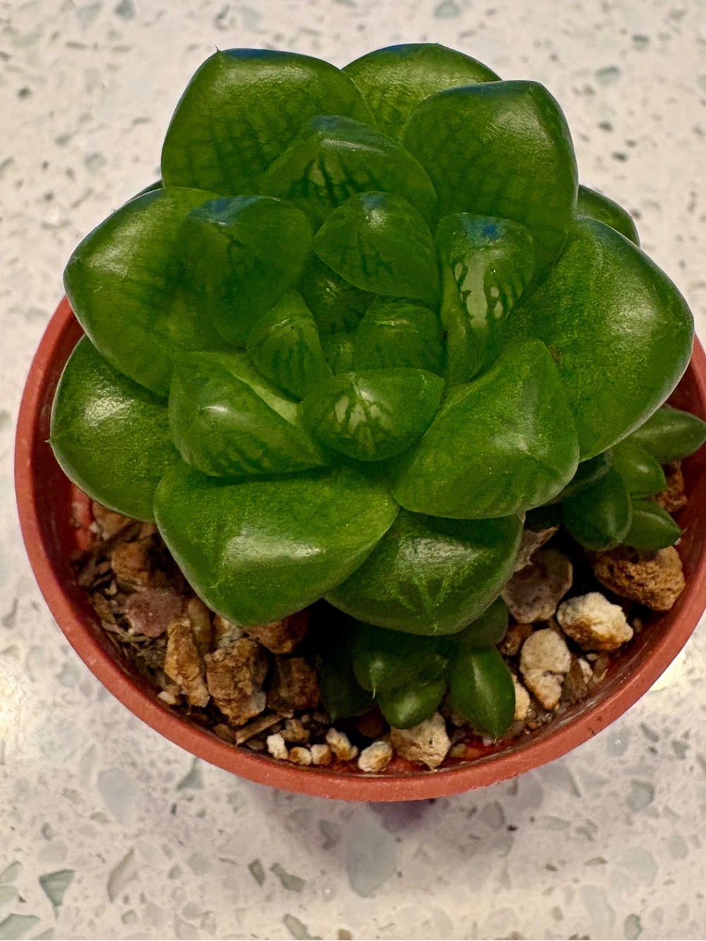 Cathedral Window Haworthia or Cushion Aloe / live plant